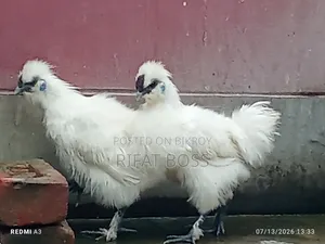 Silky Chicken