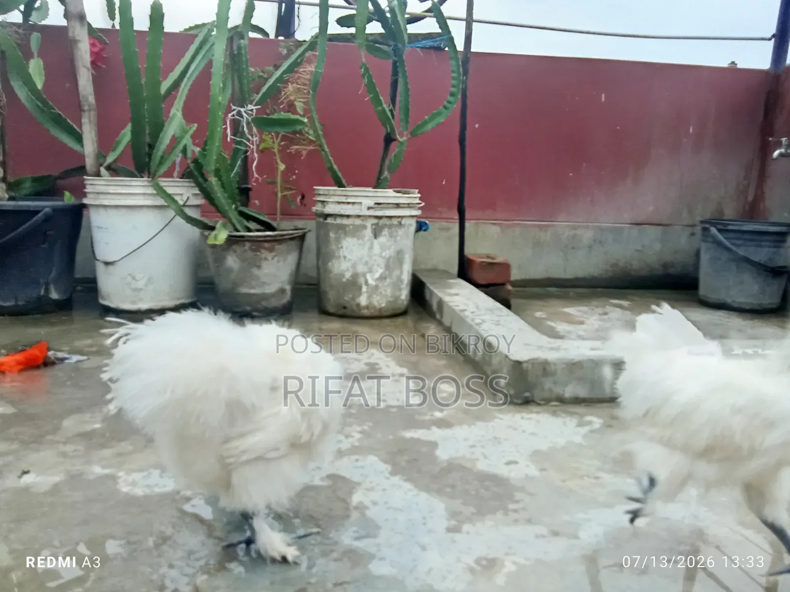 Silky Chicken