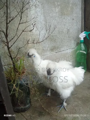 Silky Chicken