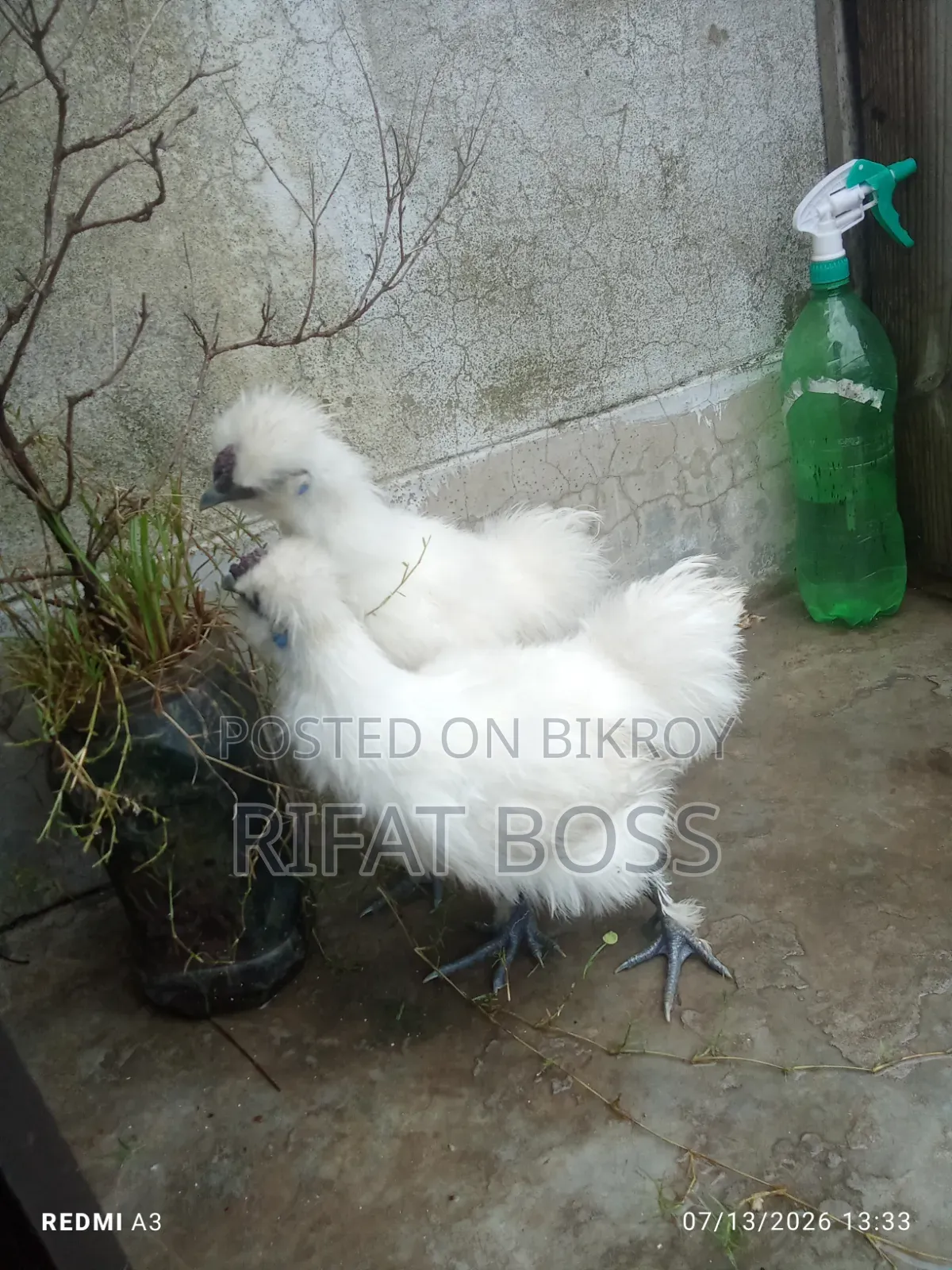 Silky Chicken