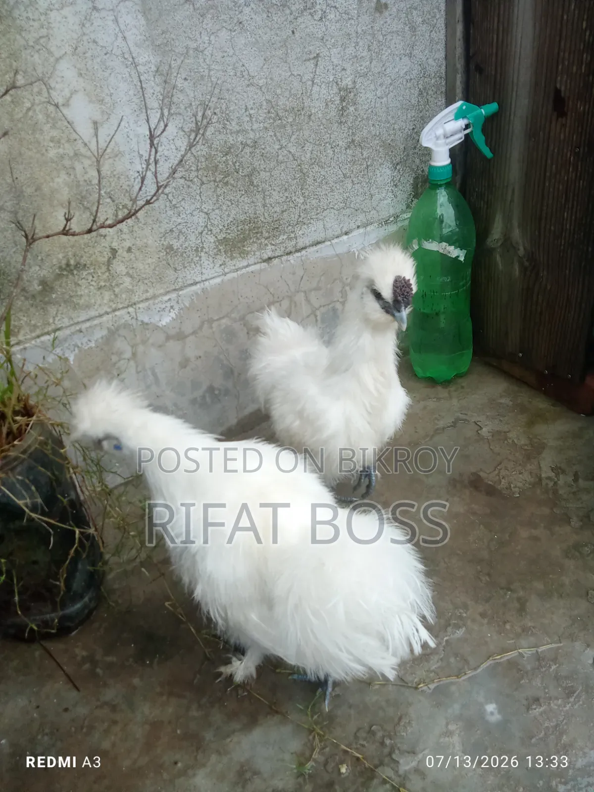Silky Chicken