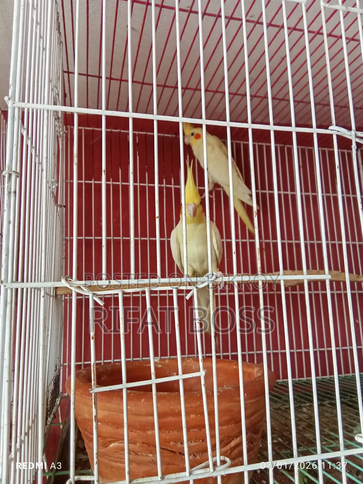 Lutino Cocktail