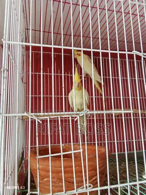 Lutino Cocktail