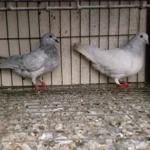 এক জোড়া কবুতর বিক্রয় করা হবে।
