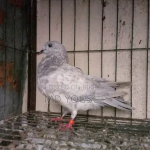 এক জোড়া কবুতর বিক্রয় করা হবে।