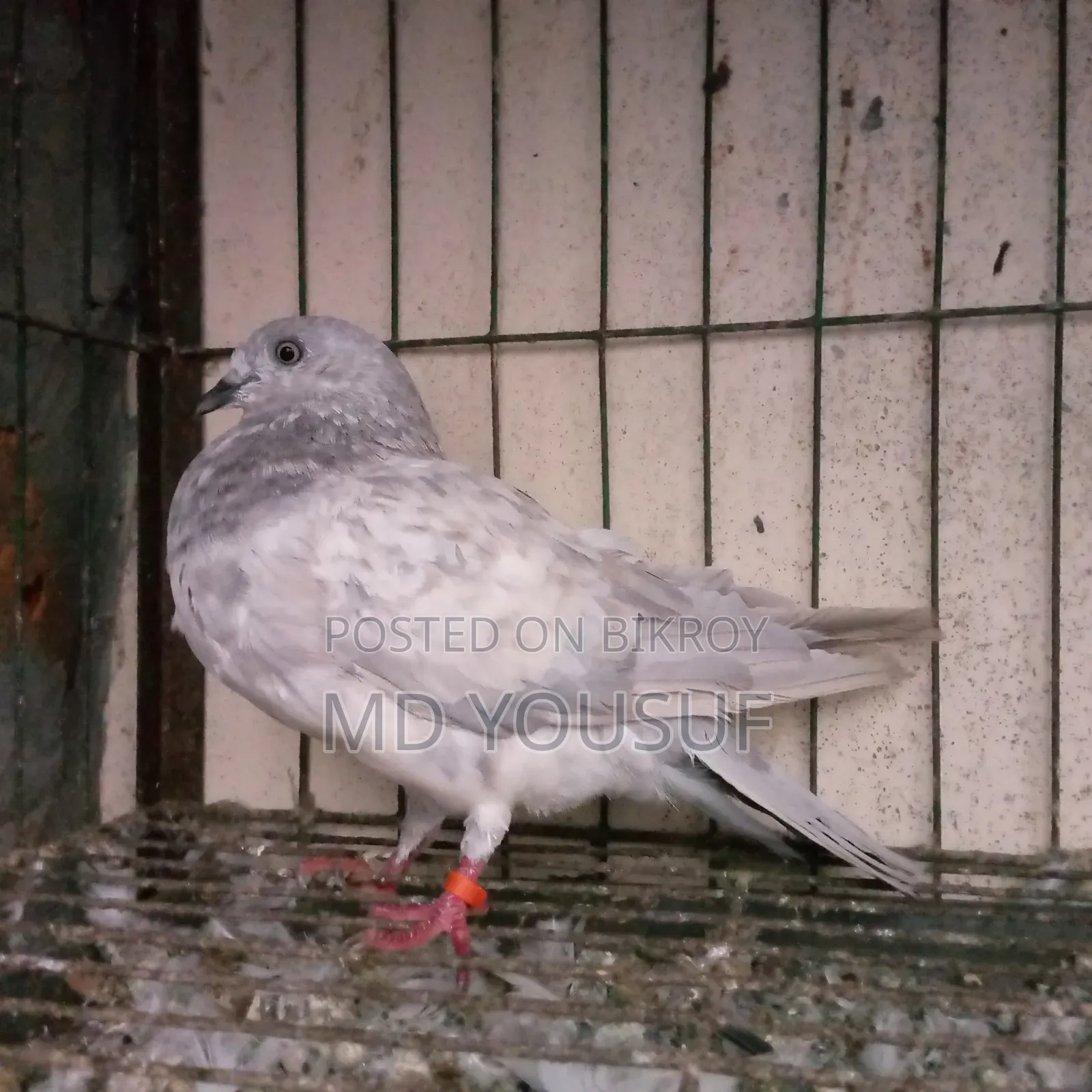 এক জোড়া কবুতর বিক্রয় করা হবে।