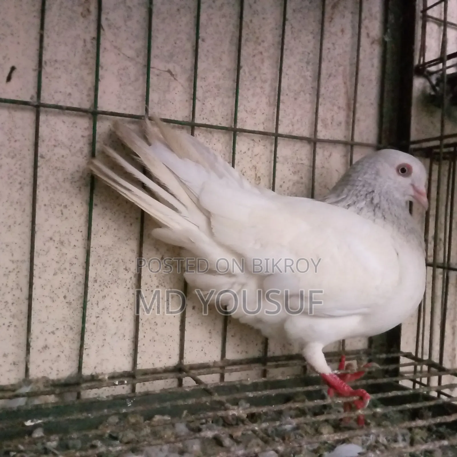 এক জোড়া কবুতর বিক্রয় করা হবে।