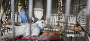 বাজরিগার পাখি মোট ৫টি