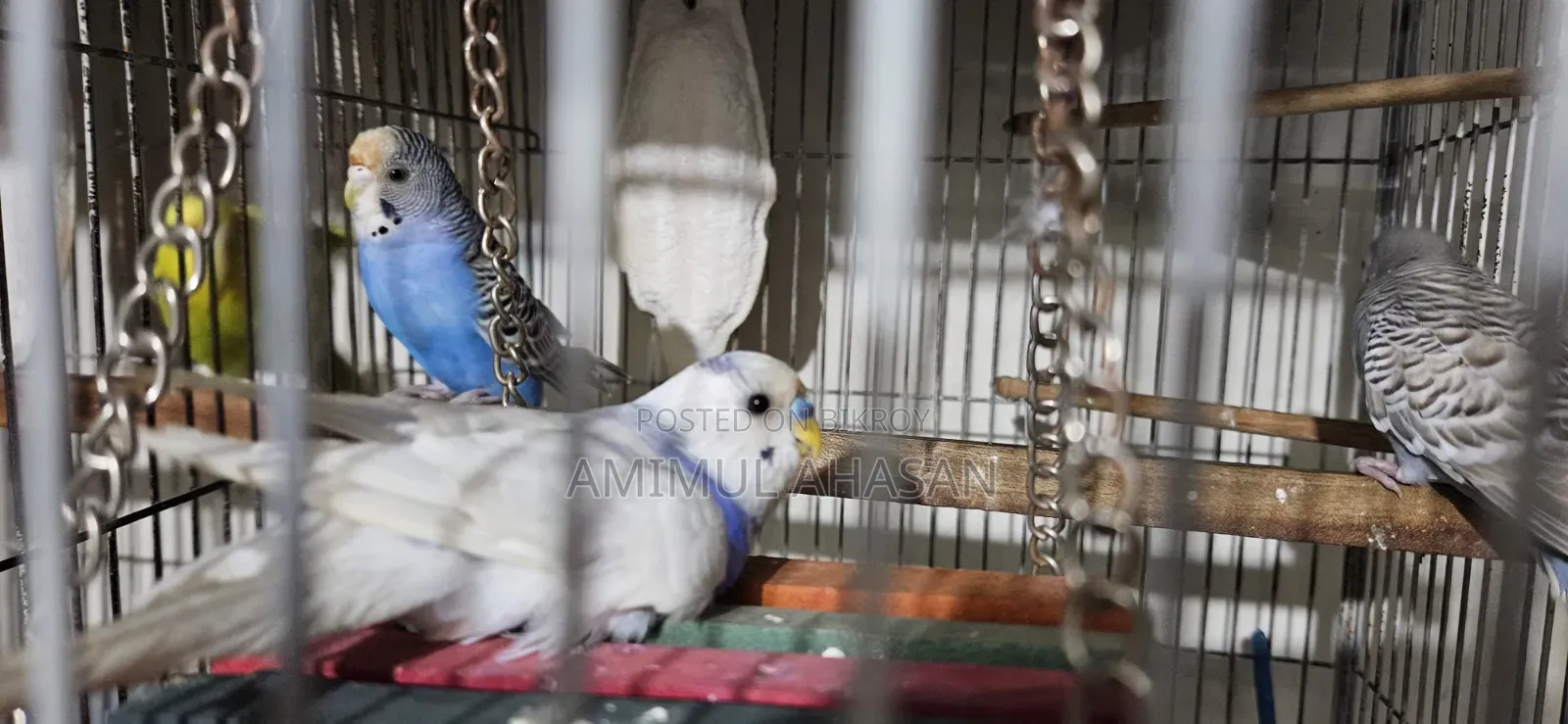বাজরিগার পাখি মোট ৫টি