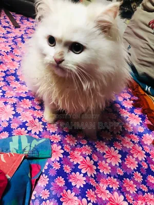 ৩-৬ মাস বয়সী পুরুষ পিওরব্রেড পার্সিয়ান
