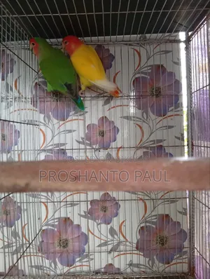 ১ জোড়া লাভ বার্ড