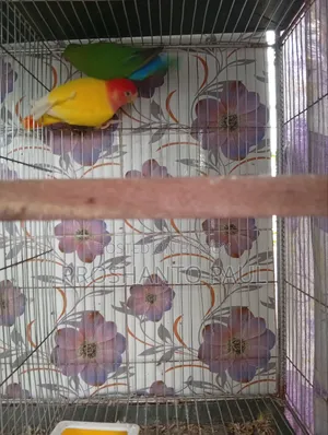 ১ জোড়া লাভ বার্ড
