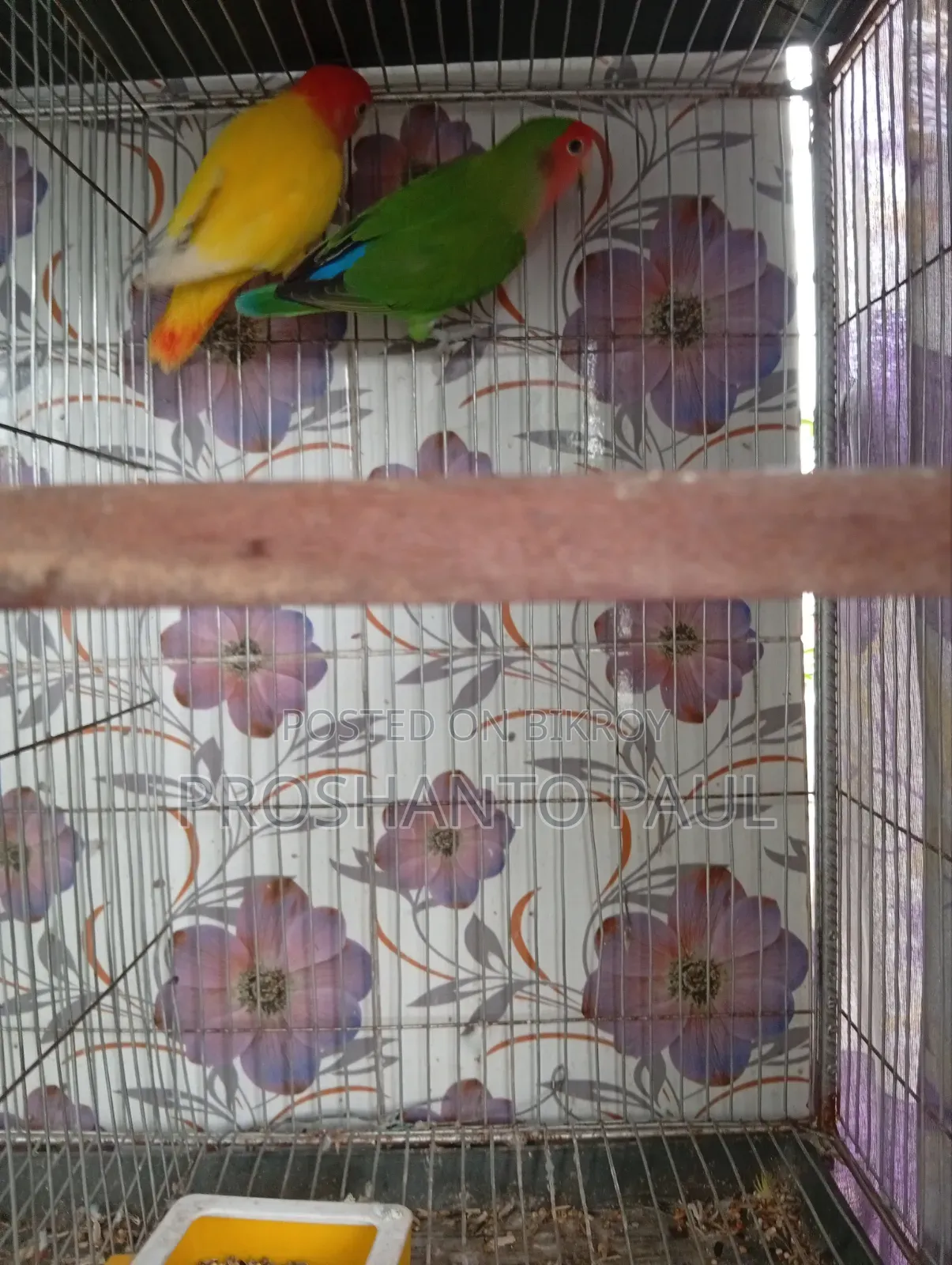 ১ জোড়া লাভ বার্ড