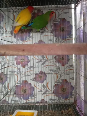 ১ জোড়া লাভ বার্ড