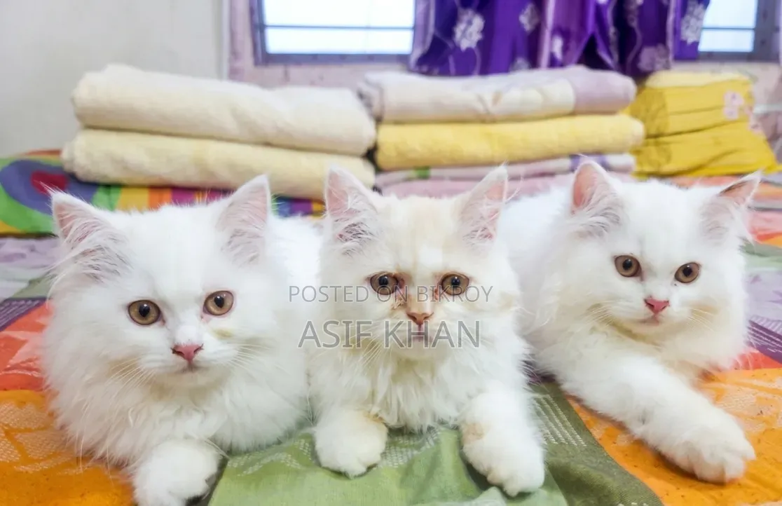 1-3 Months Male Purebred Persian