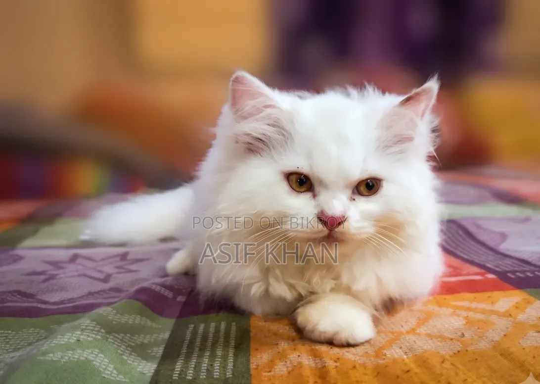 1-3 Months Male Purebred Persian