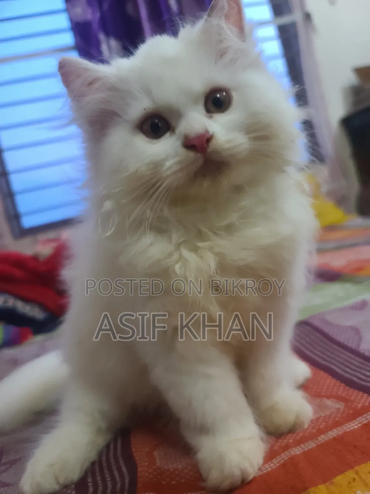 1-3 Months Male Purebred Persian