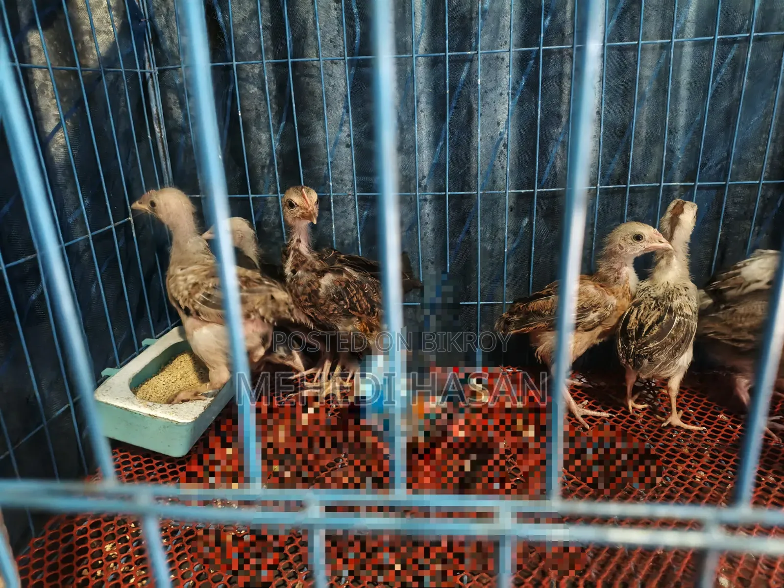 মুরগী ১ টি বড় মুরগী + ১৫ টি বাচ্চা বিক্রি হবে