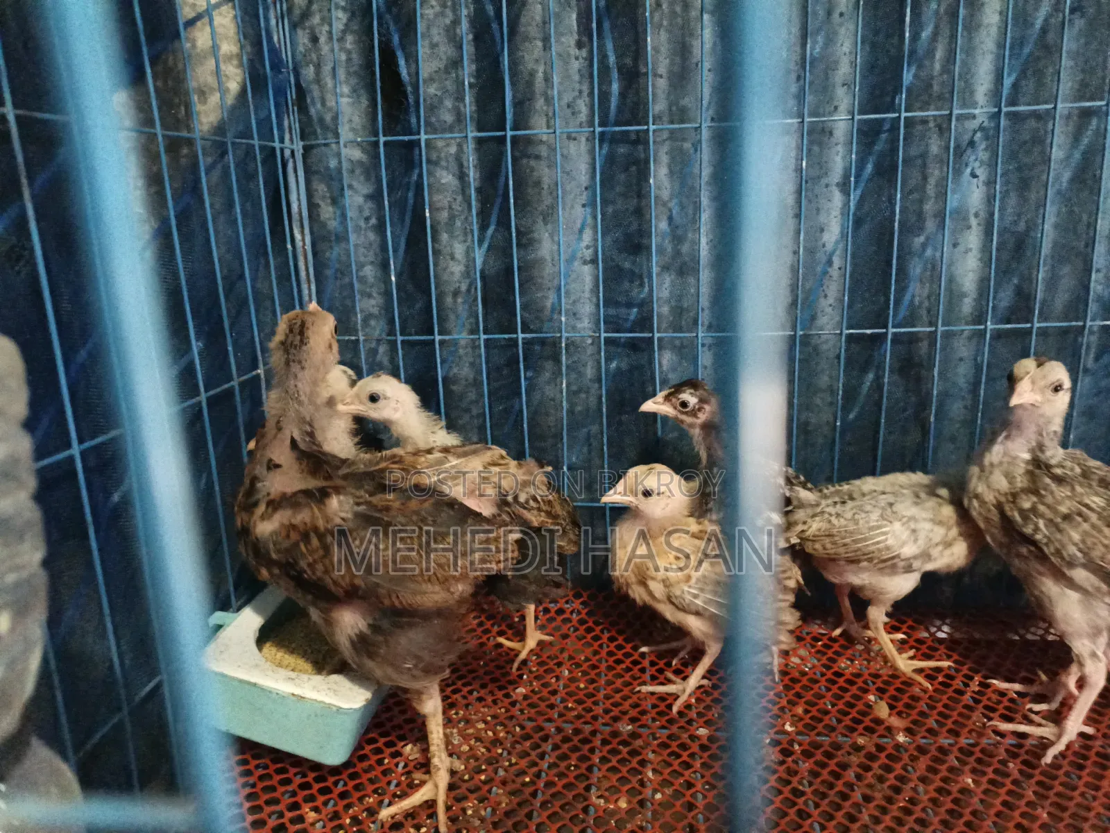 মুরগী ১ টি বড় মুরগী + ১৫ টি বাচ্চা বিক্রি হবে