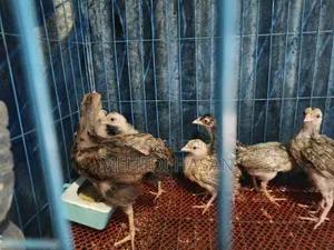 মুরগী ১ টি বড় মুরগী + ১৫ টি বাচ্চা বিক্রি হবে