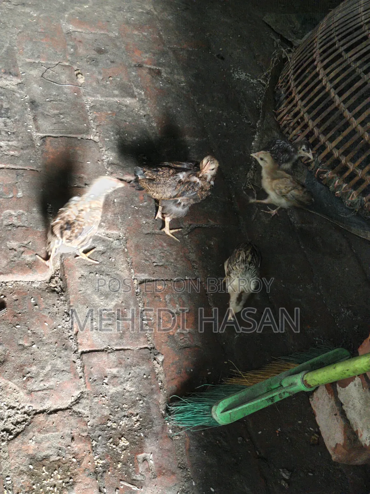 মুরগী ১ টি বড় মুরগী + ১৫ টি বাচ্চা বিক্রি হবে