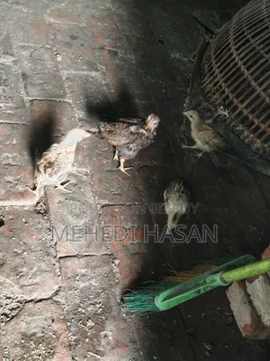 মুরগী ১ টি বড় মুরগী + ১৫ টি বাচ্চা বিক্রি হবে