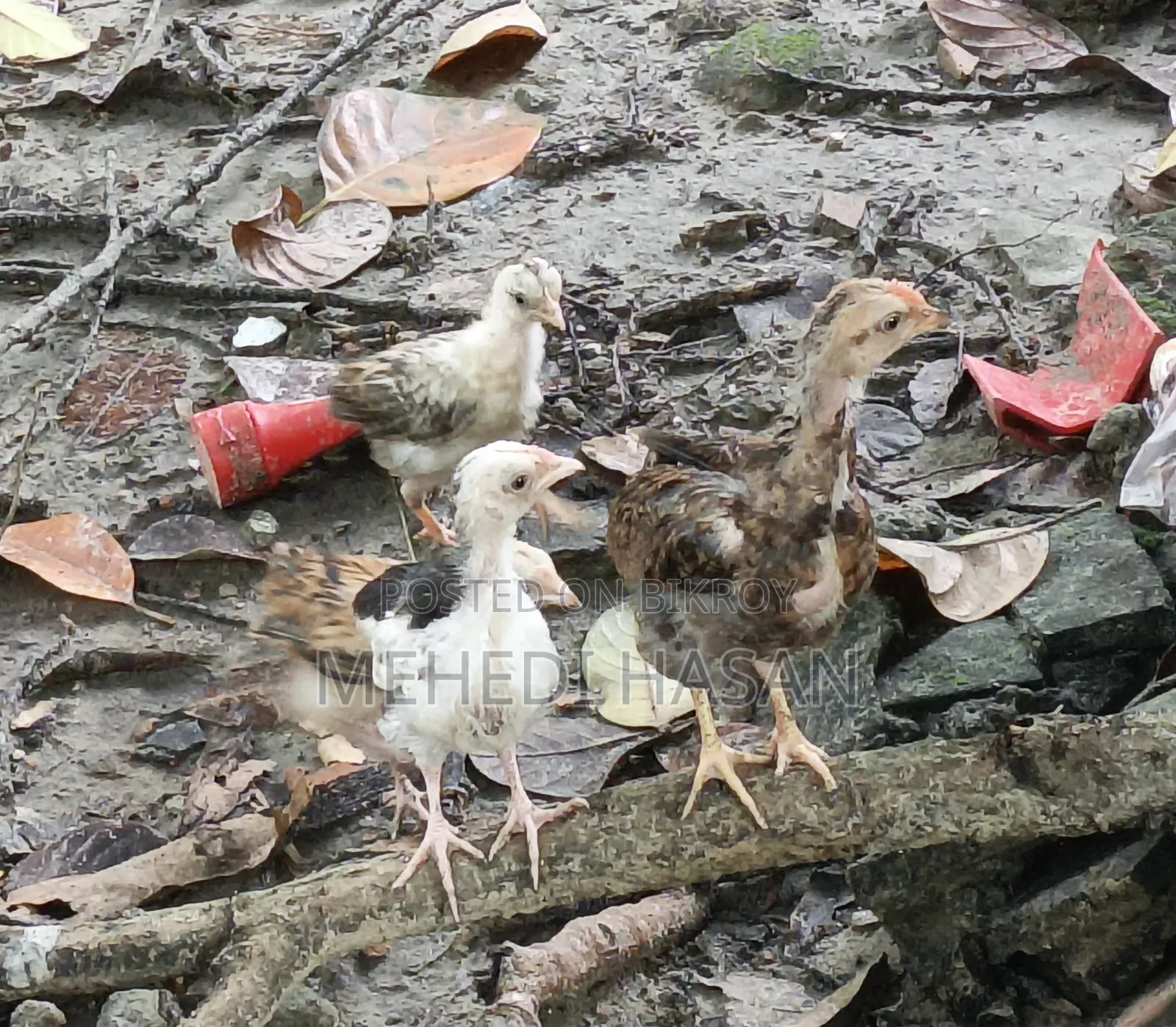 মুরগী ১ টি বড় মুরগী + ১৫ টি বাচ্চা বিক্রি হবে