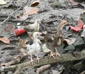 মুরগী ১ টি বড় মুরগী + ১৫ টি বাচ্চা বিক্রি হবে