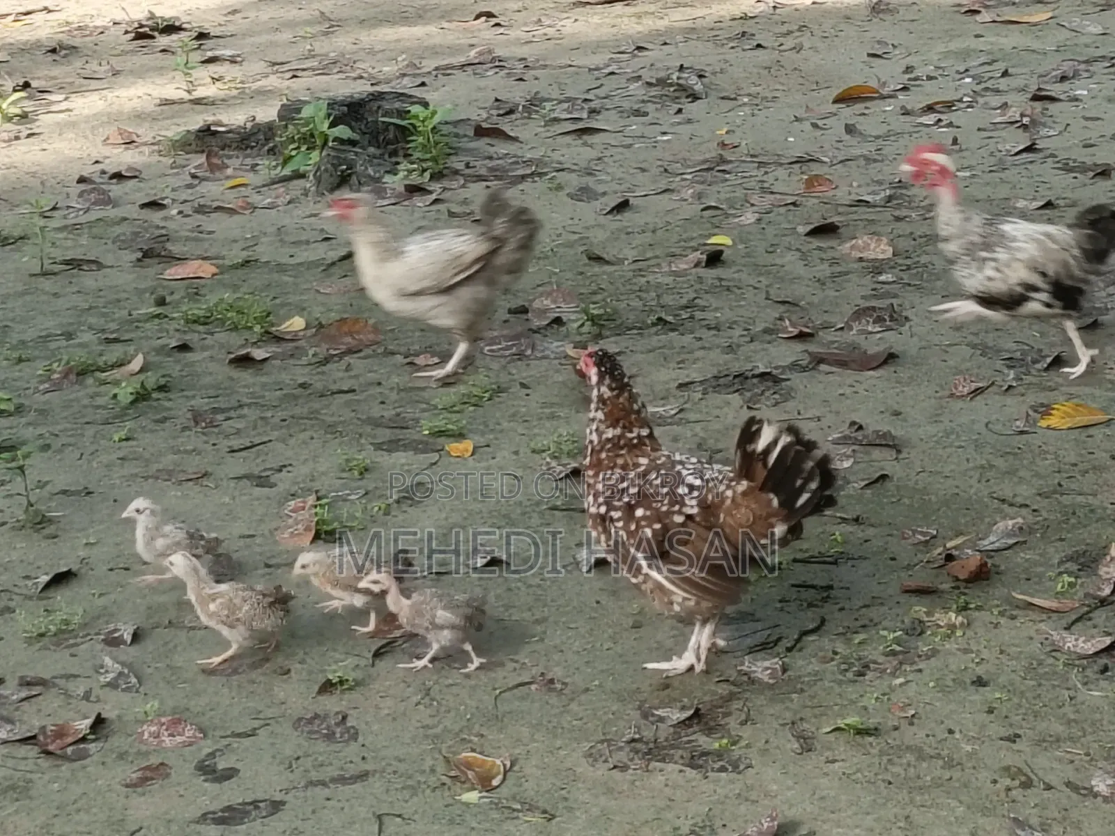 মুরগী ১ টি বড় মুরগী + ১৫ টি বাচ্চা বিক্রি হবে