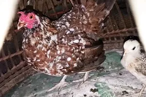 মুরগী ১ টি বড় মুরগী + ১৫ টি বাচ্চা বিক্রি হবে