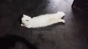 ৬-১২ মাস বয়সী স্ত্রী বিশুদ্ধ পার্সিয়ান বিড়াল