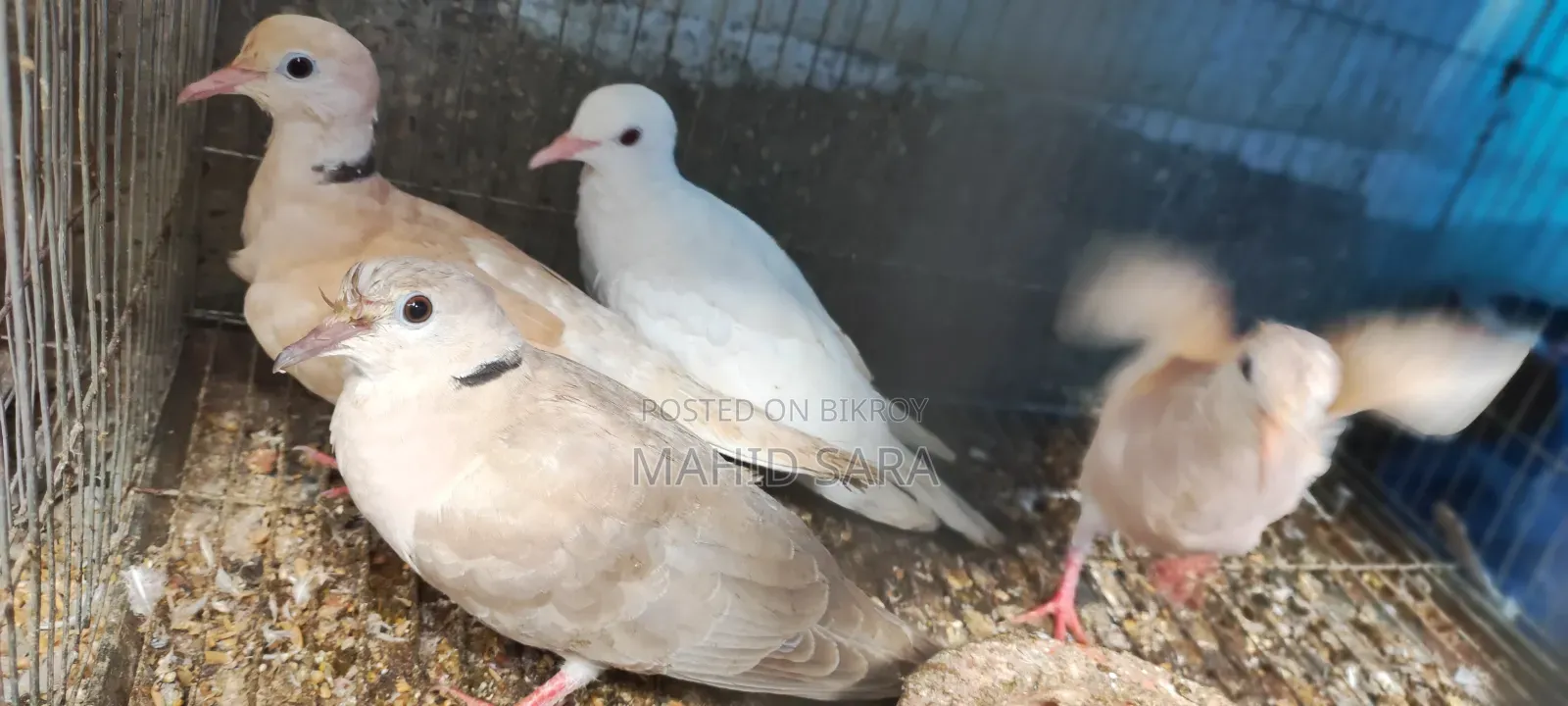 3 pairs of adult running and 2 pairs of baby doves available