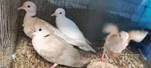 3 জোড়া বড় রানিং 2 জোড়া বাচ্চা ঘুঘু আছে