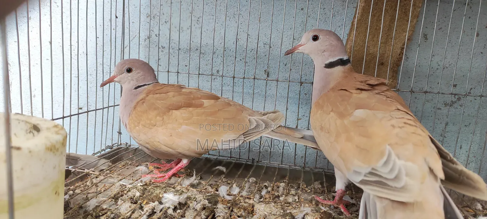3 pairs of adult running and 2 pairs of baby doves available
