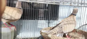 3 pairs of adult running and 2 pairs of baby doves available