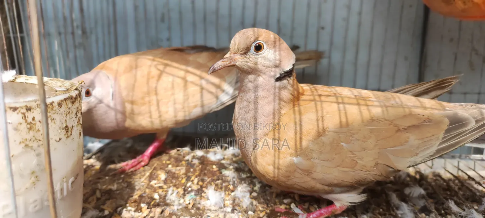 3 pairs of adult running and 2 pairs of baby doves available