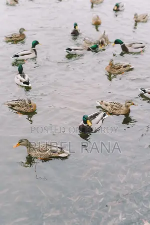 কিছু হাঁস বিক্রি করা হবে। ৫০০ টাকা করে