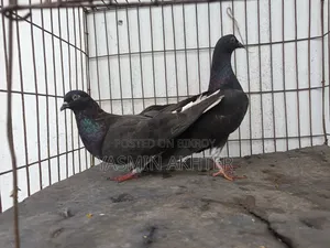 মুসলদম কবুতর