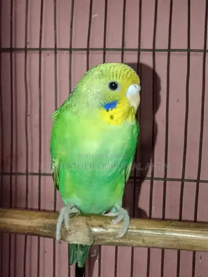 Classic Budgie Baby