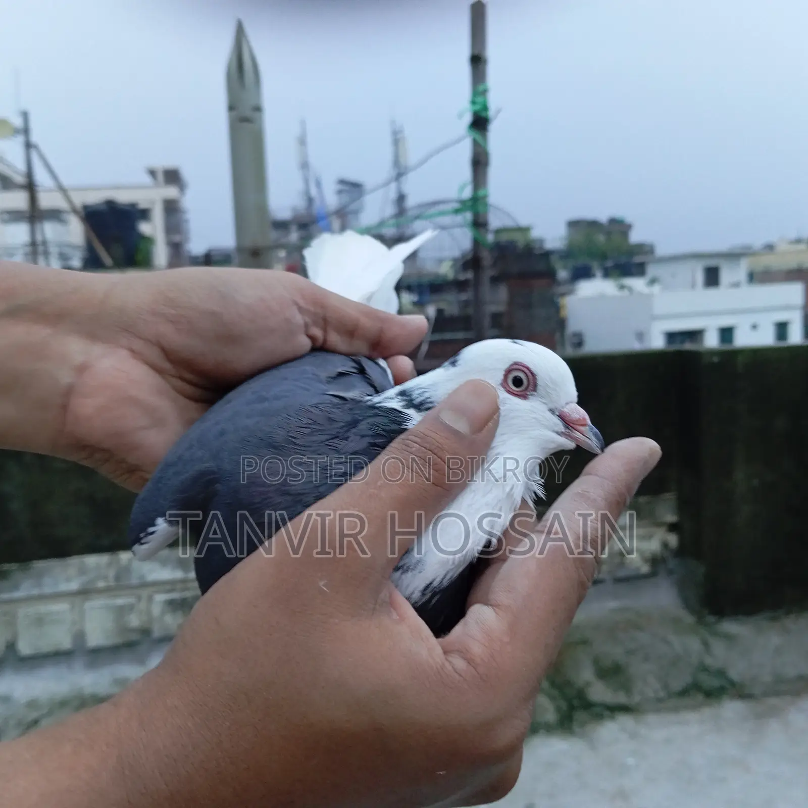 পুতুল গরা মাদি