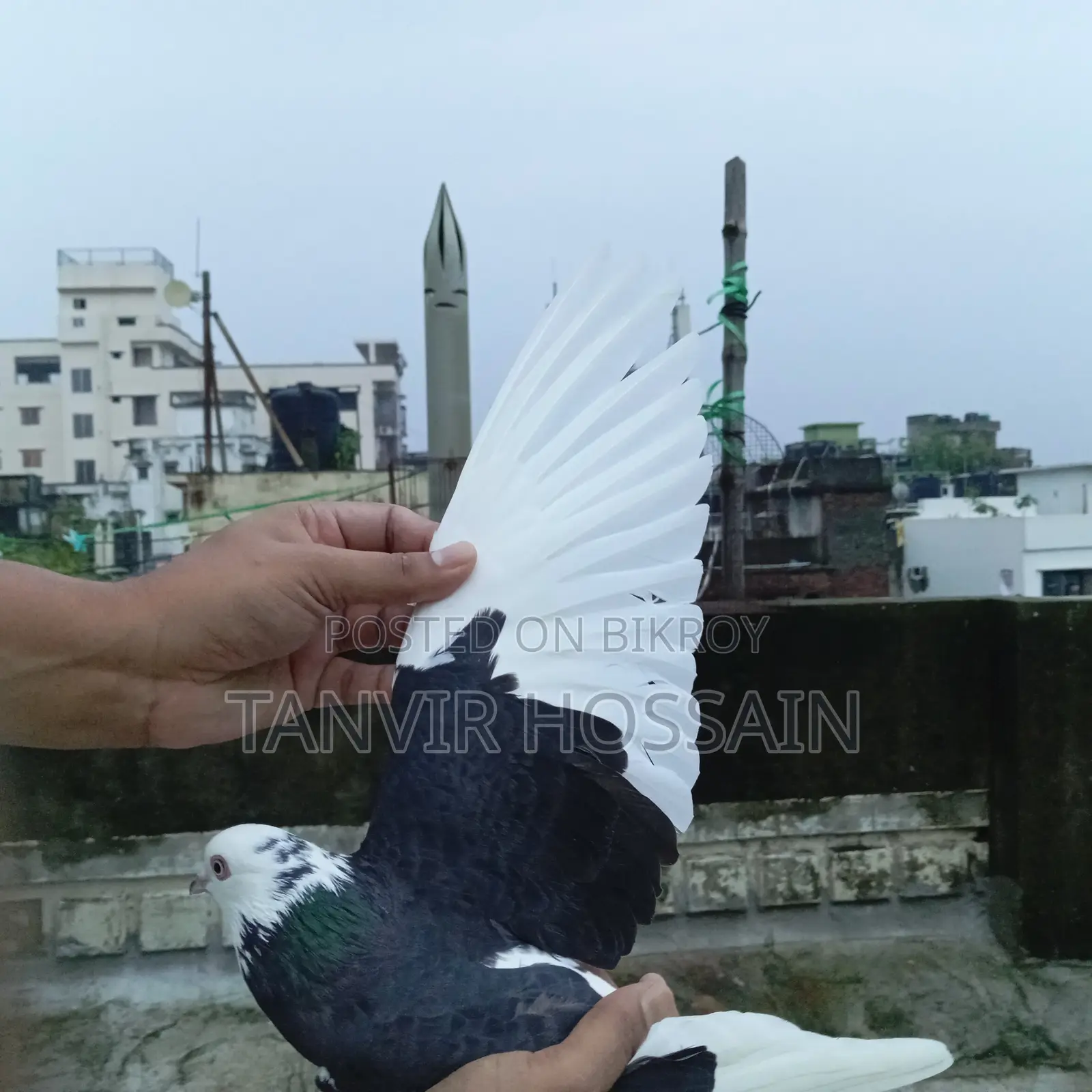 পুতুল গরা মাদি
