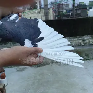 পুতুল গরা মাদি