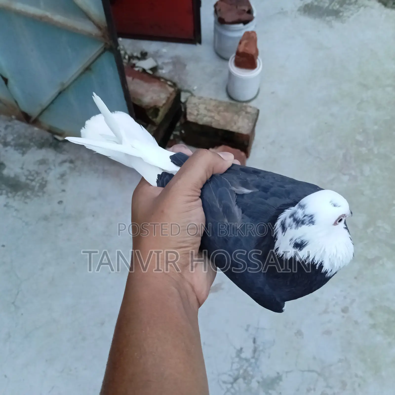 পুতুল গরা মাদি