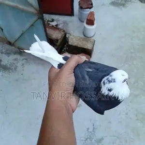 পুতুল গরা মাদি
