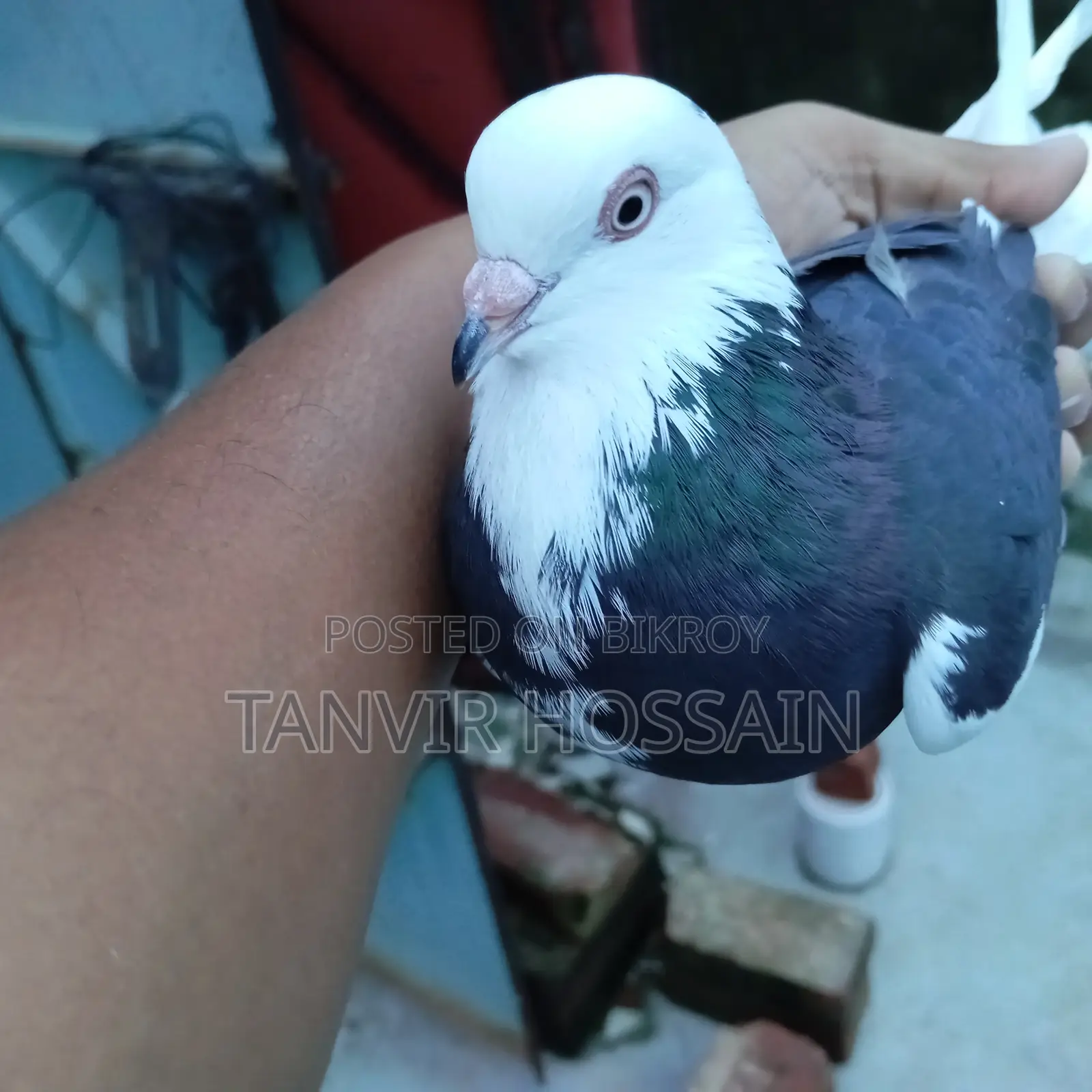 পুতুল গরা মাদি