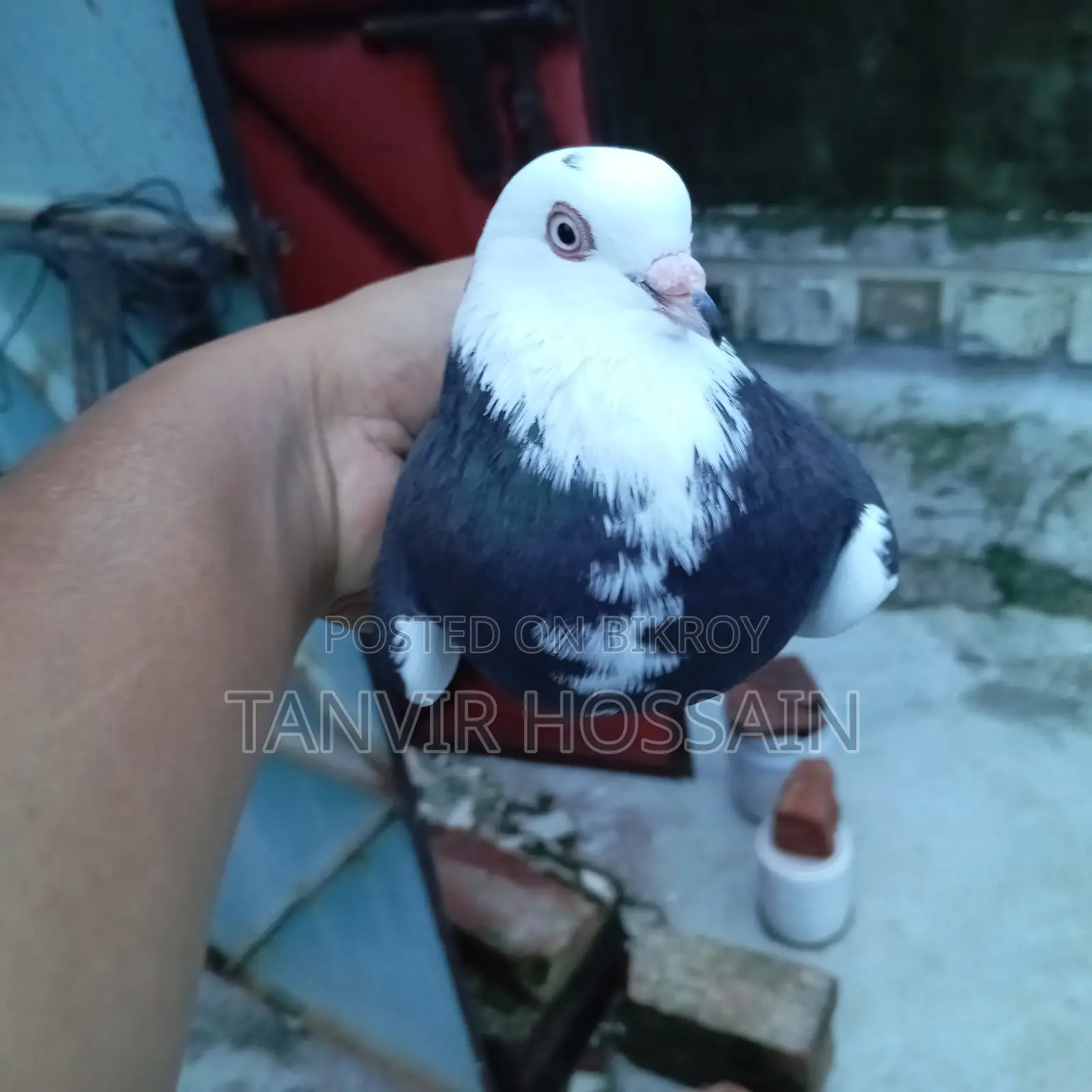 পুতুল গরা মাদি