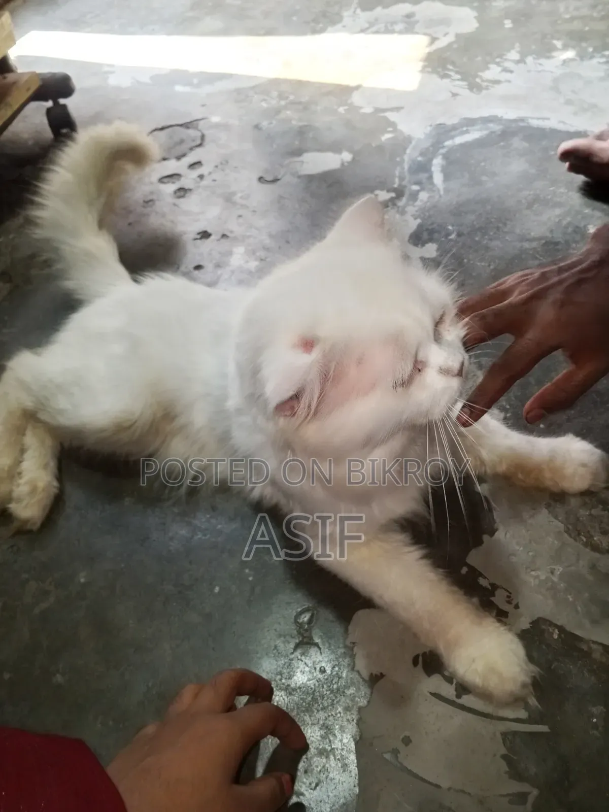 ১+ বছর বয়সী পুরুষ মিক্সড ব্রিড বিড়াল