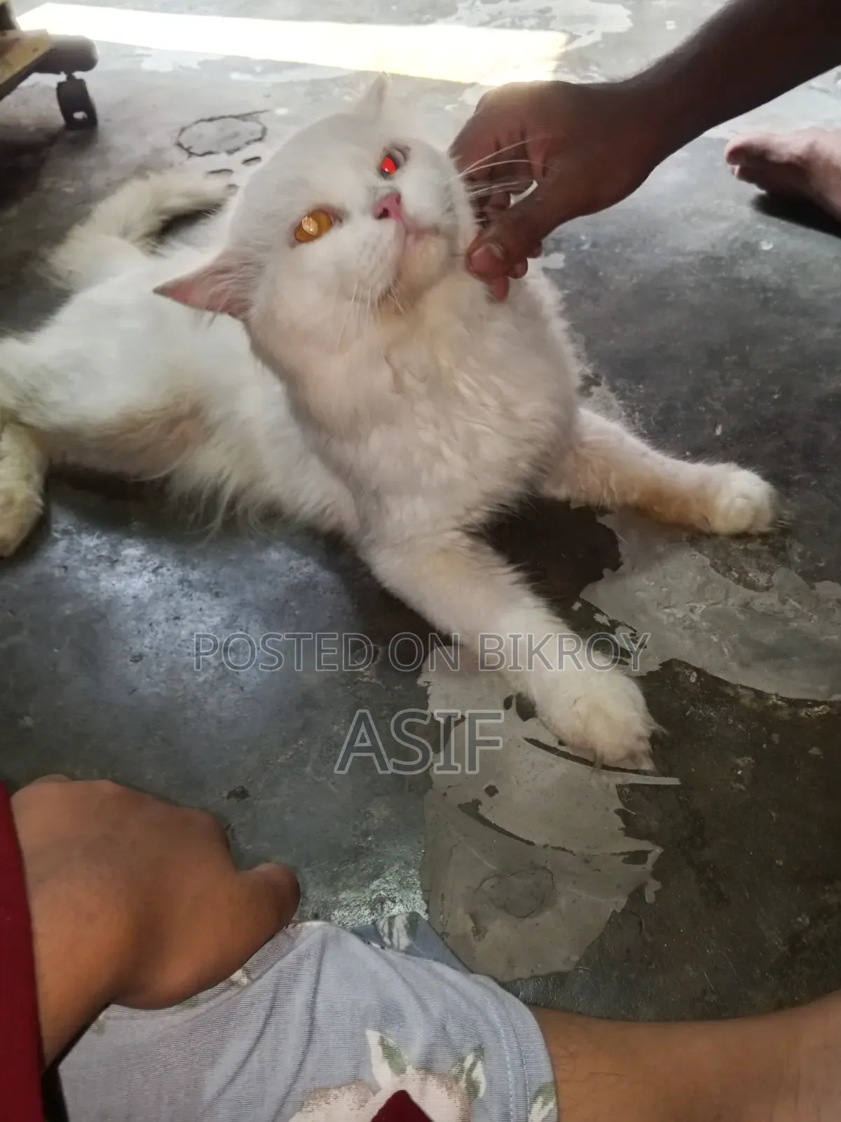 ১+ বছর বয়সী পুরুষ মিক্সড ব্রিড বিড়াল
