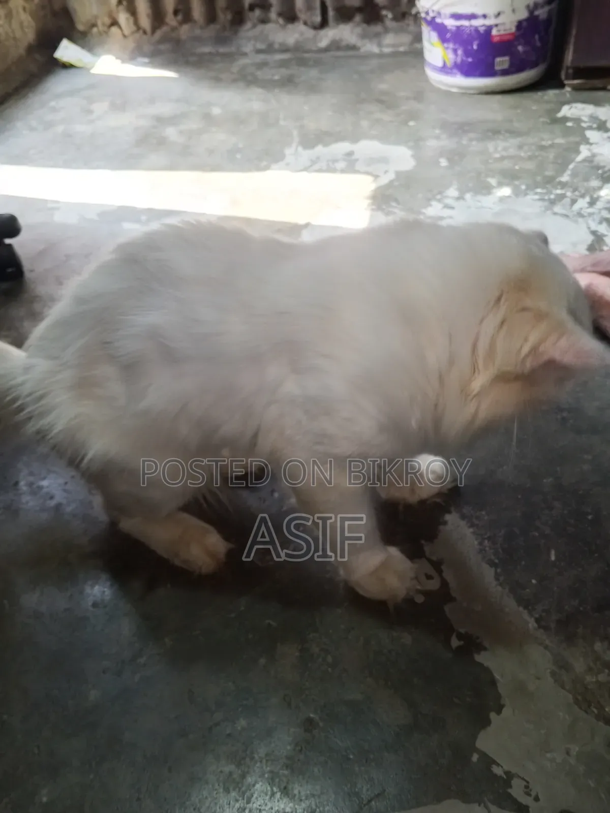 ১+ বছর বয়সী পুরুষ মিক্সড ব্রিড বিড়াল
