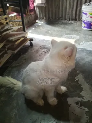 ১+ বছর বয়সী পুরুষ মিক্সড ব্রিড বিড়াল